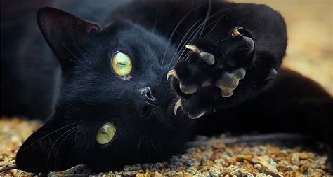 understanding black dog  black cat halloween myths bechewy