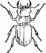 Stag Beetle Clipart Designlooter Library sketch template