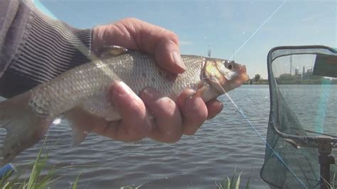 feeder fishing     youtube