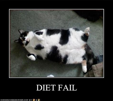 funny quotes about weight loss and diets