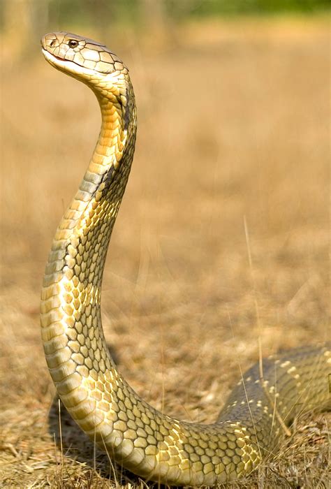 king cobras kill  eat   kind  roundglass  sustain