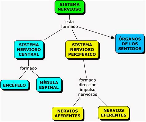 esquema del mapa conceptual sistema nervioso nervioso tejido nervioso