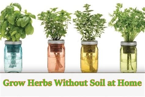 grow herbs  soil  home  homestead survival