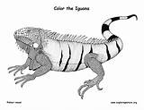 Iguana Coloring Pages Color Exploringnature Sponsors Wonderful Support Please sketch template
