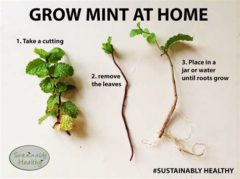 sustainably healthy   grow mint growing mint growing mint