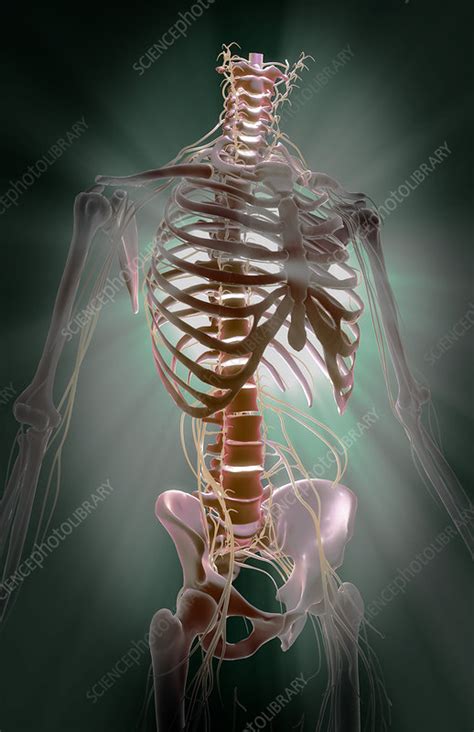 nerves stock image  science photo library