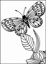 Butterfly Butterflies sketch template