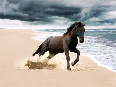 black horse horses photo  fanpop