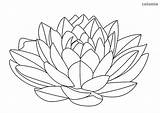 Seerose Colorear Malvorlage Blüten Lily sketch template