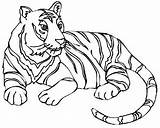 Tigre Tigres Imagui Siberiano sketch template