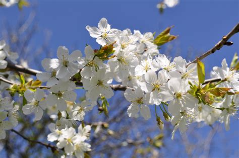 filebeautiful spring flowersjpg wikimedia commons