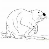 Beaver Coloring Pages Coloringpages101 sketch template