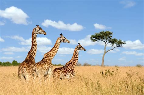 top  safari destinations  africa road affair