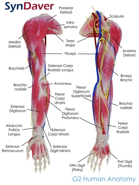 anatomy arm jpg