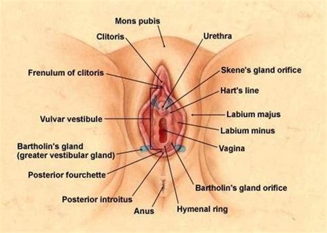 how to treat swollen labia on one side quora
