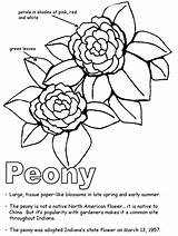 Coloring State Indiana Peony Flower Geography Pages Drawing Bird Flag Frost Symbols Japanese Templates Gif Sketch Printables Coloringhome Getdrawings Kidzone sketch template