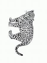 Cheetah Coloring Pages Animated Cheetahs Coloringpages1001 Girl Animal sketch template