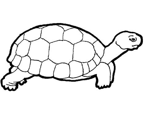 printable turtle coloring pages  kids turtles  martha