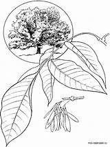 Coloring Pages Tree Ash Recommended sketch template