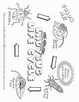 Cycle Plant Life Worksheet Coloring Printables Printable sketch template