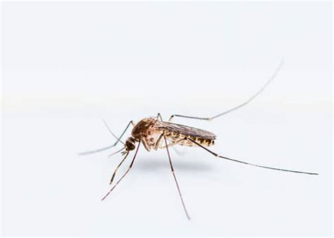 mosquito borne illnesses viruses  symptoms