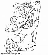 Coloring Koala Pages Tree Baby Koalas Back sketch template
