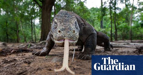 here be dragons the million year journey of the komodo