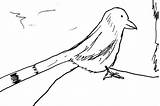 Coloring Bird Preschool Drawing Cuckoo Pages Kid sketch template