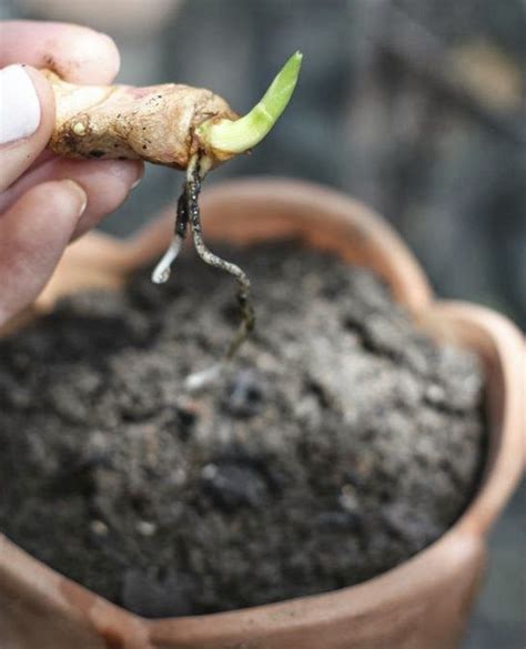 grow turmeric root   food recipe grow turmeric