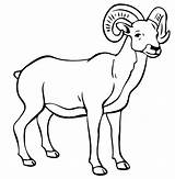 Ram Coloring Pages Animal Color Animals Colouring Printable Thecolor Print Kids Baran Choose Board sketch template