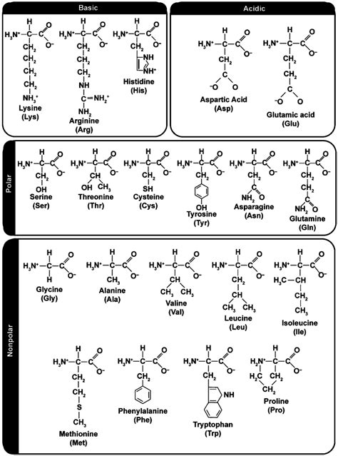 amino acids grouped  hydrophobic hydrophilic  polar   polar