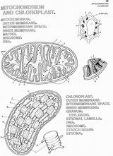 Biology Mitochondria Chloroplast Colouring sketch template