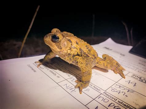 happy amphibian week conserve wildlife foundation   jersey