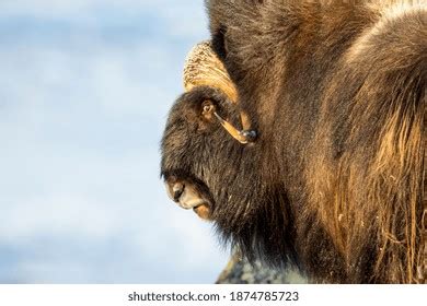 oxen head images stock   objects vectors shutterstock