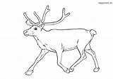 Rentier Reindeer Ausmalbilder Ausmalen Rentiere Vorlage Ausdrucken Happycolorz Zeichnen Sheets Besuchen sketch template
