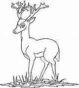 Deer Coloring Red Pages Kids Antelope Animals Printable sketch template