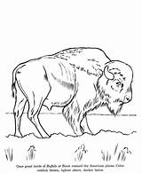 Coloring Pages Animal Drawings Buffalo Animals Zoo Wild Drawing Bison Wildlife Kids Outline Color Printable Sheets Sheet Print Raisingourkids Colouring sketch template