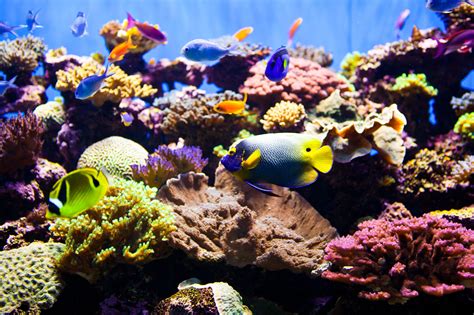saltwater aquarium  reef tank