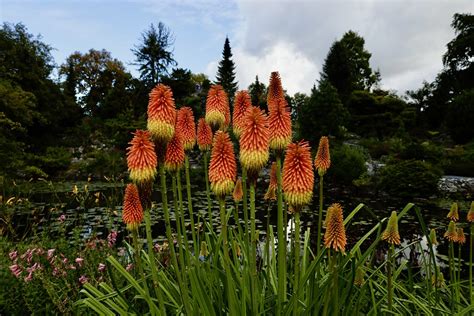 kniphonia vuurpijl botanische tuin utrecht tojola flickr