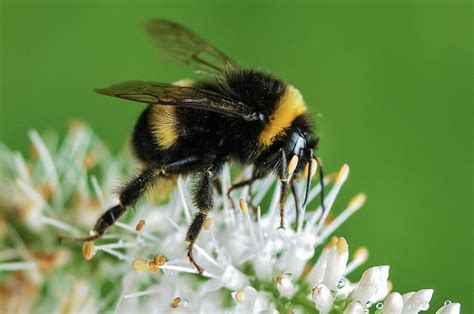 stock photo  bee bumblebee insect