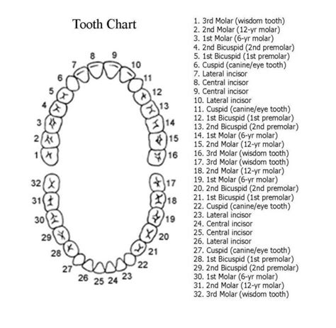 full sheet printable tooth chart mexicodentaltoothjpg health