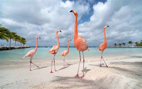 islands filled  adorable animals   visit travel leisure