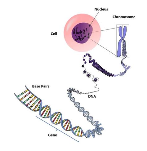 Chromosomes Genes And Dna Nurseplex