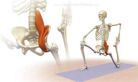 Awaken Your Psoas Hip Flexor Muscle Stretches Yoga Anatomy