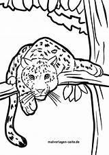 Leoparden Wilde Baum Malvorlagen sketch template