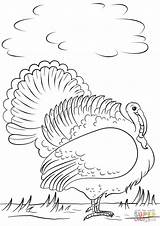 Coloring Turkey Pages Wild Cartoon Print sketch template