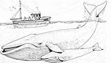 Whales Blauwal Humpback Balenottera Azzurra Mutter Jungtier Bestcoloringpagesforkids Humans sketch template
