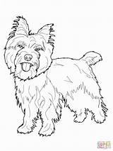 Cairn Yorkie Unicorn Wizard Toto Cocker Spaniel Schottischer Ausdrucken Supercoloring Terriers sketch template
