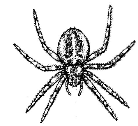 Spider Black And White White Spider Pictures Clipart Wikiclipart
