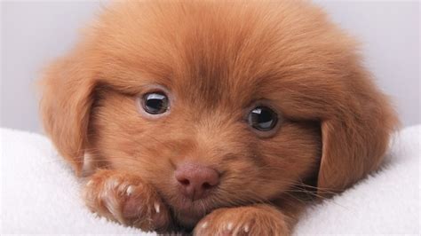 cute brown puppy hd wallpaper wallpaperfx